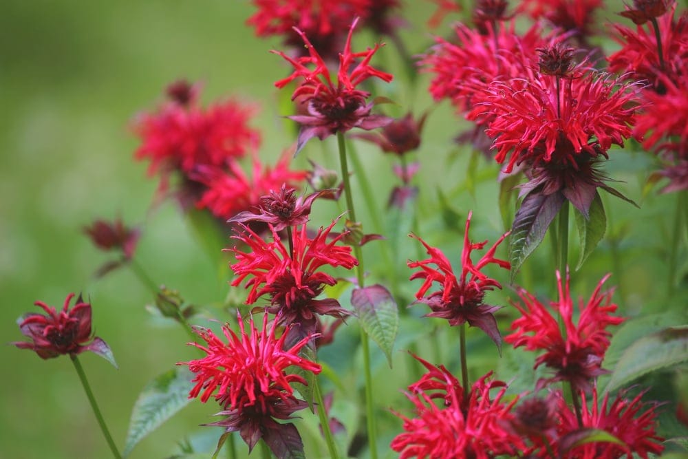 bee balm