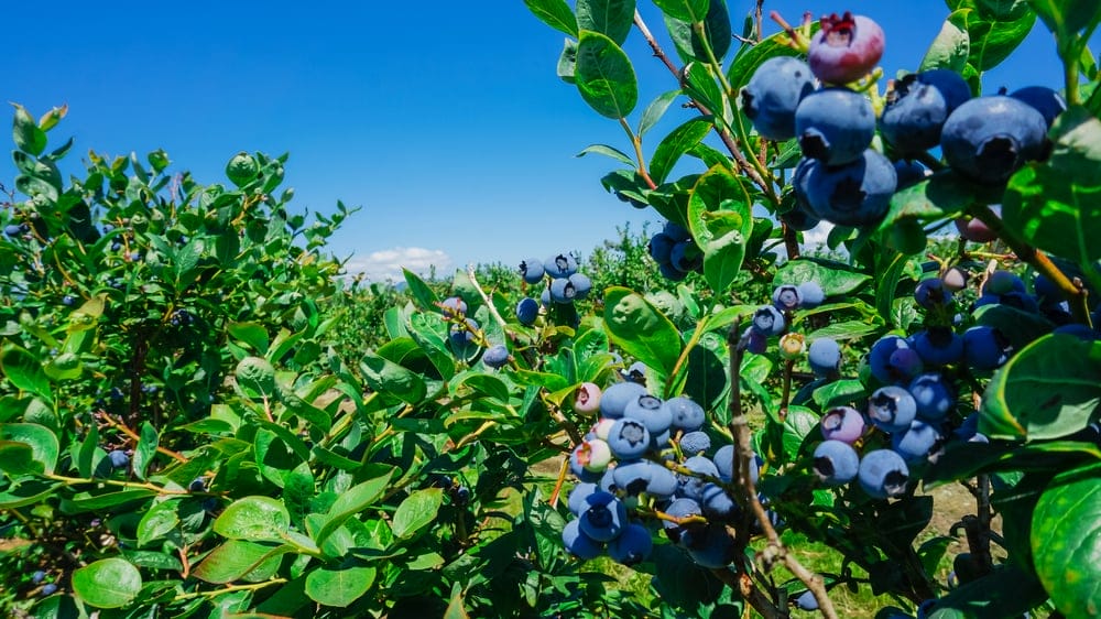 blueberry bush