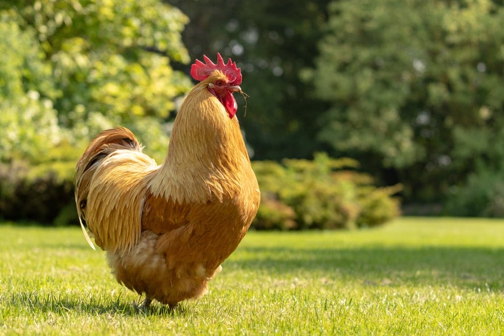 buff orpington
