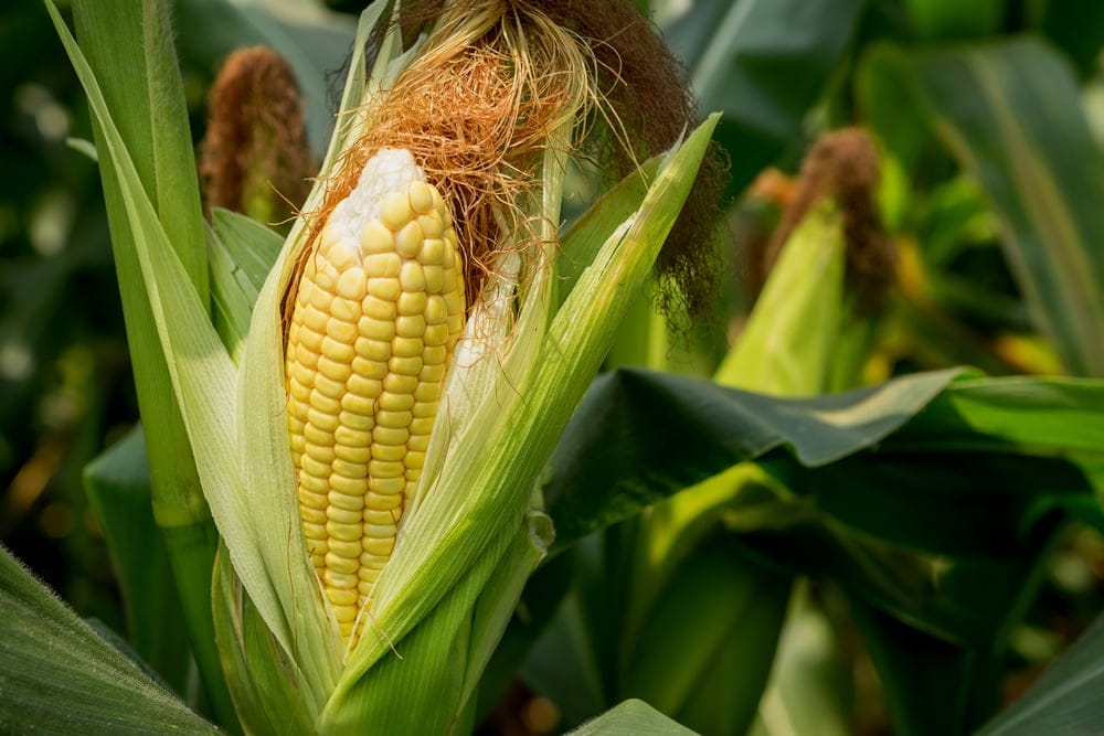corn growing