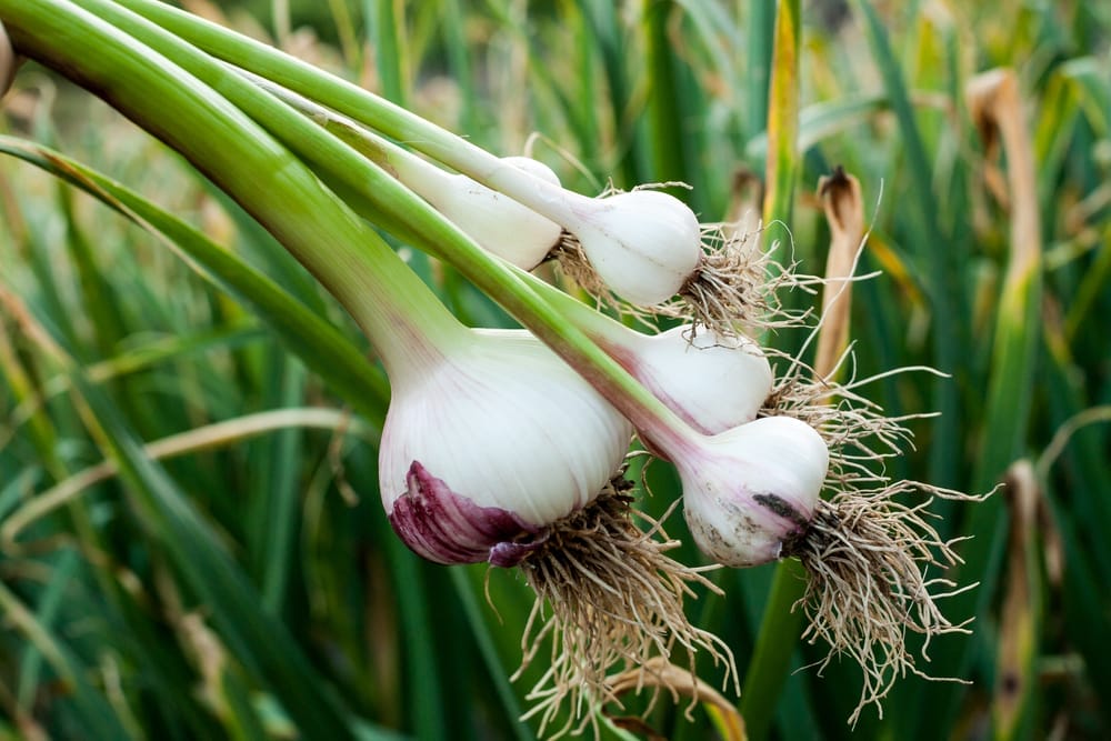 garlic