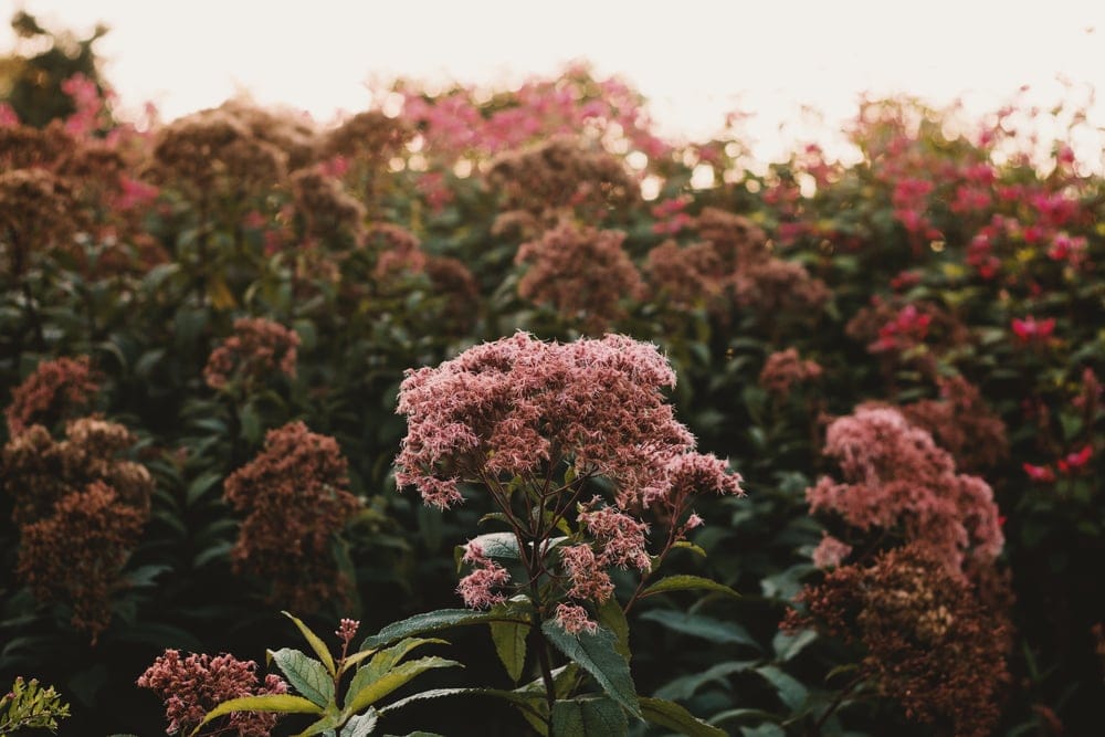 joe pye weed