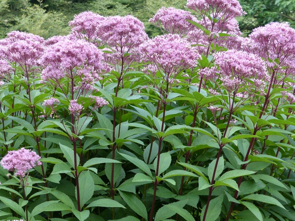 joe pye weed