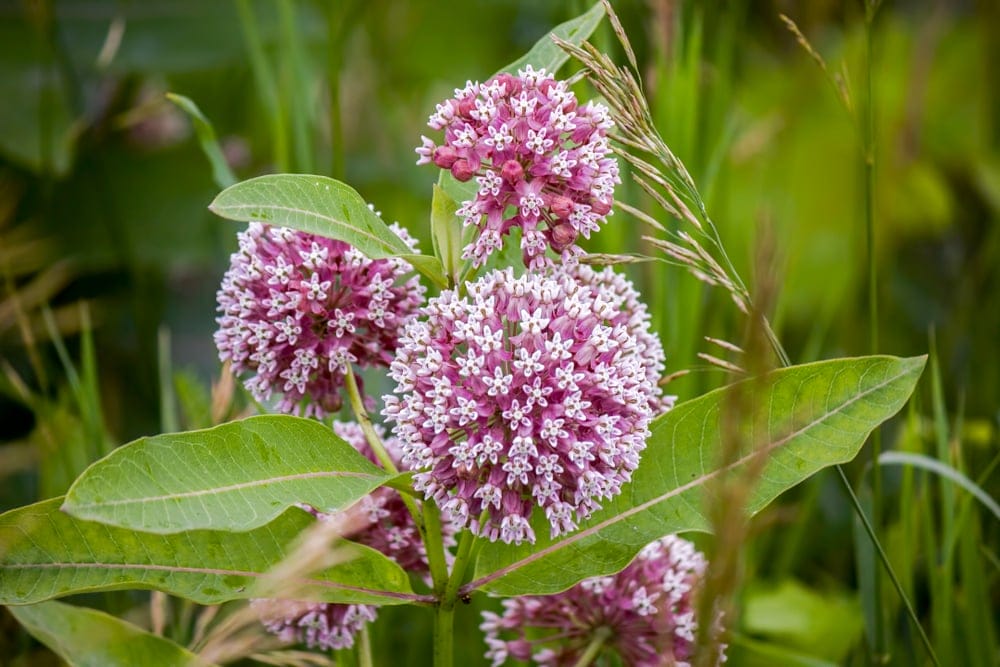 milkweed flower
