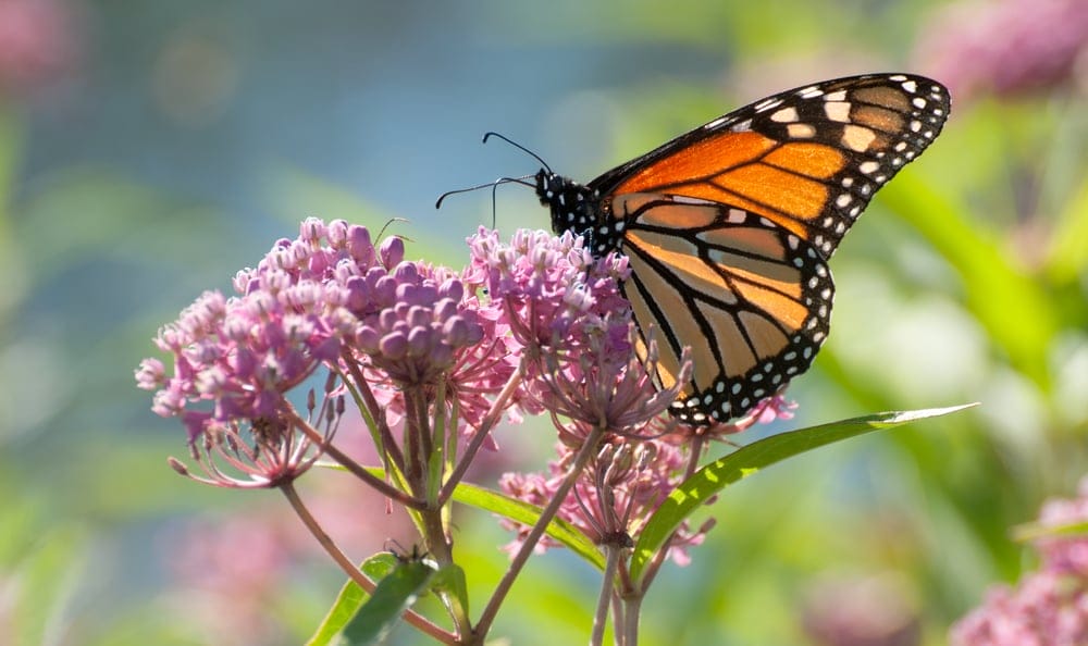 milkweed