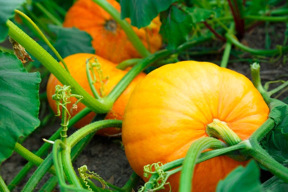 pumpkins growing