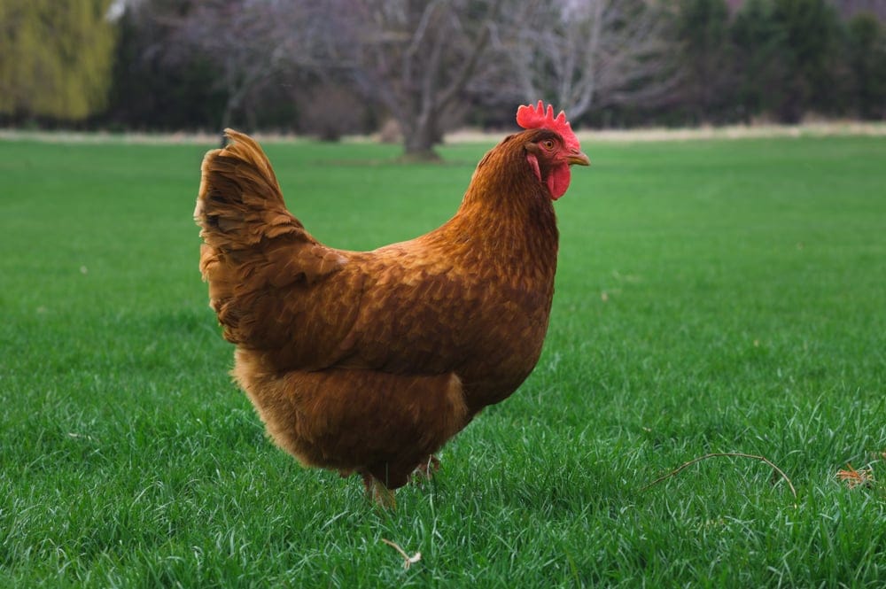 chicken