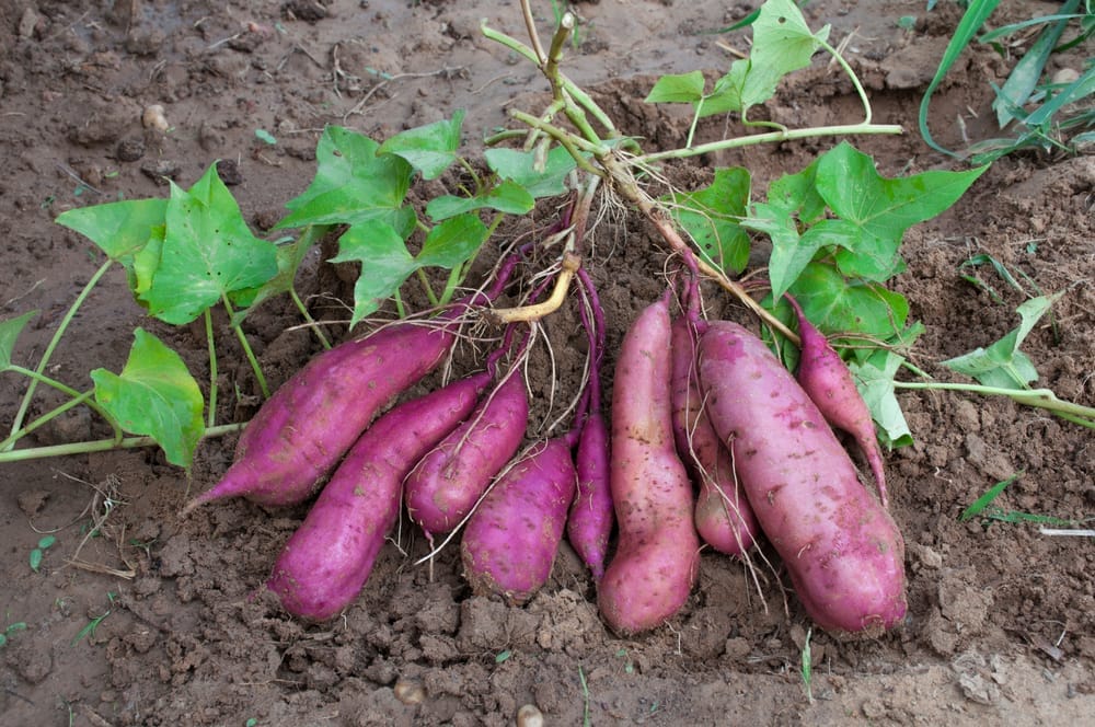 sweet potatoes