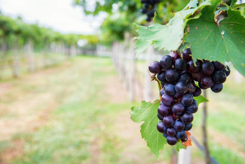 Concord Grapes