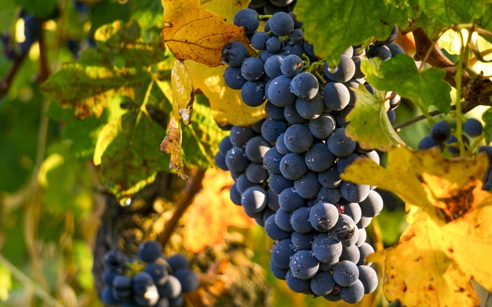 everest grapes