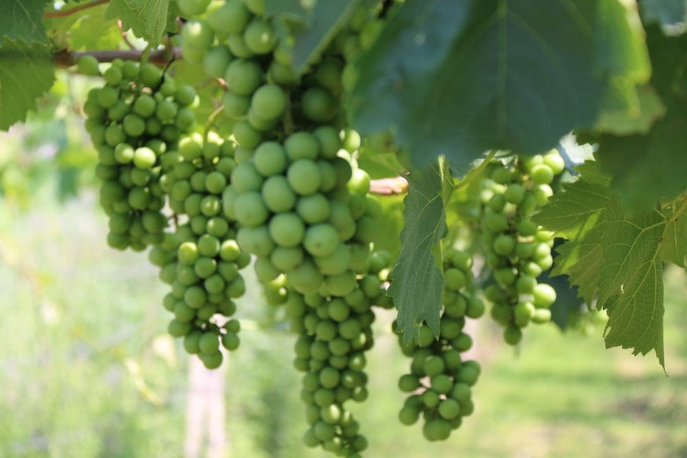 hope grapes