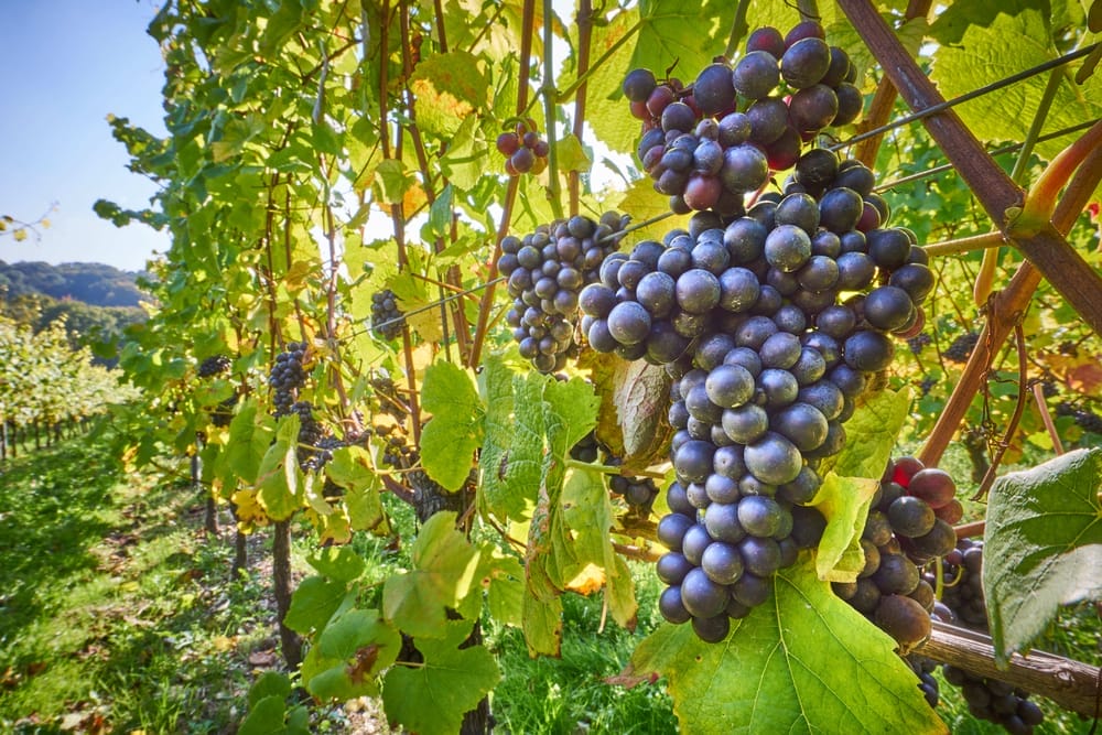 mars grapes