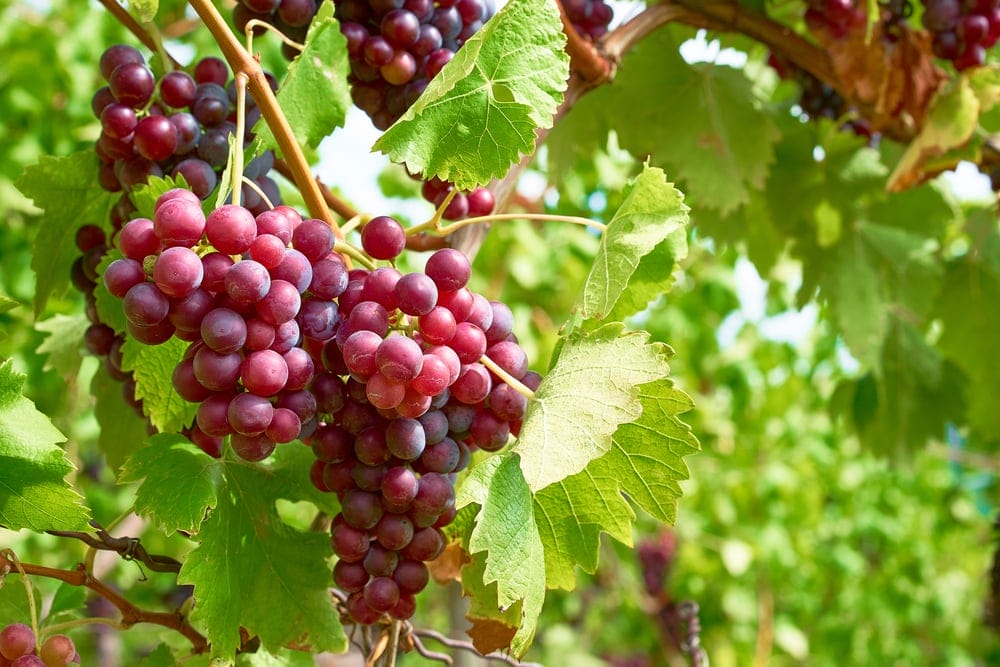 pink reliance grapes