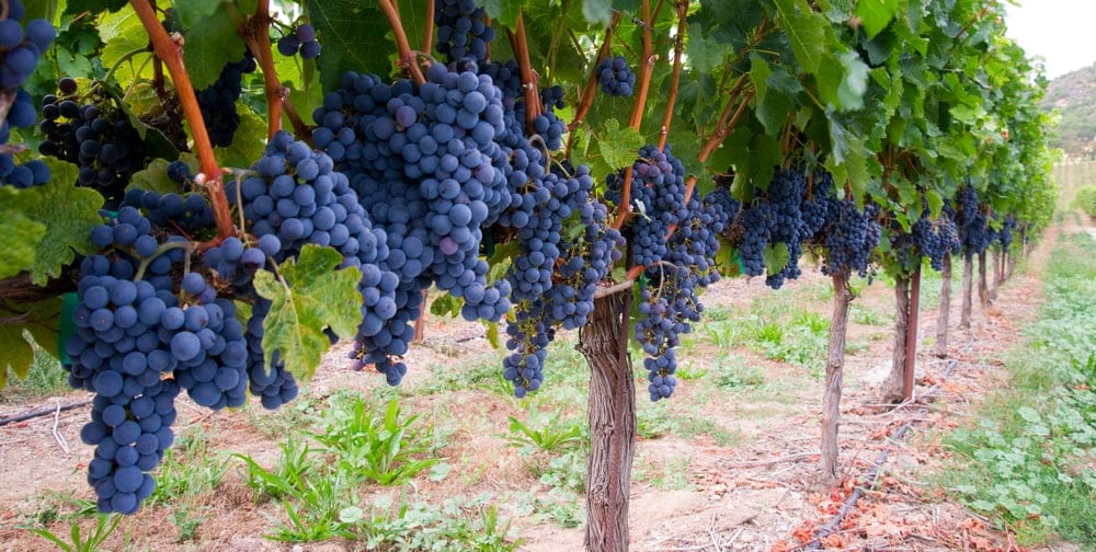 Saint Theresa Grapes