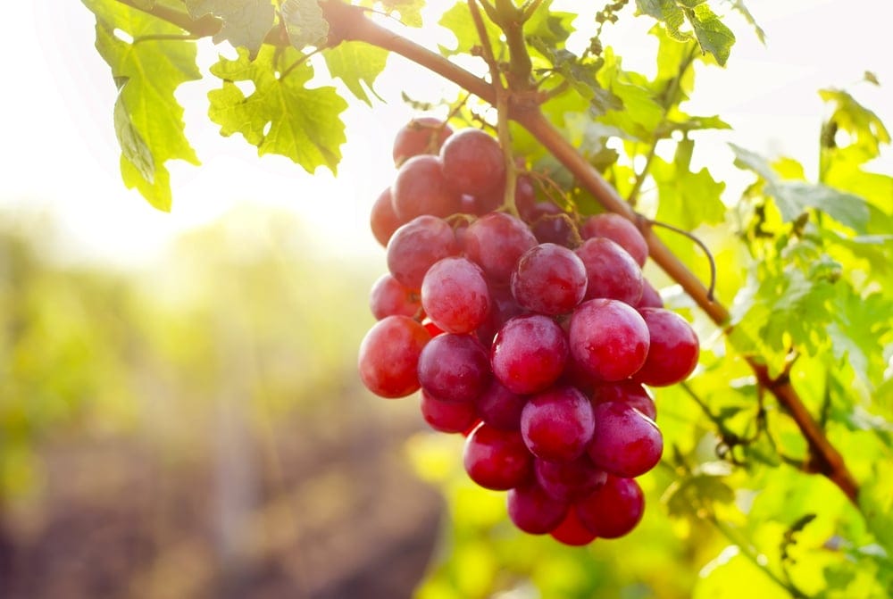 somerset grapes