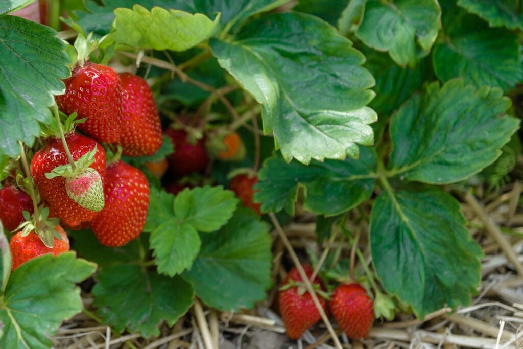 Strawberries