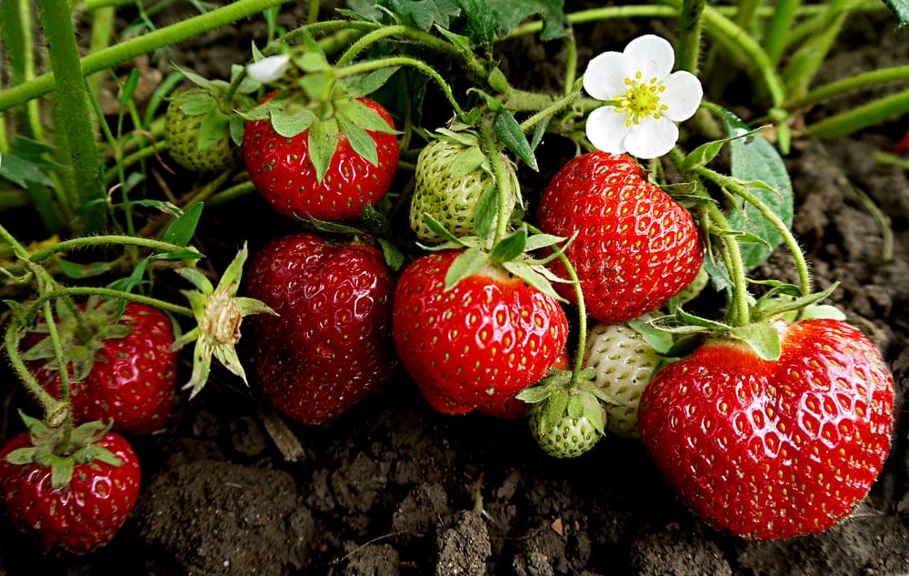 Strawberries