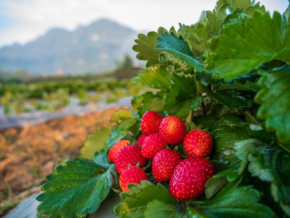 strawberries