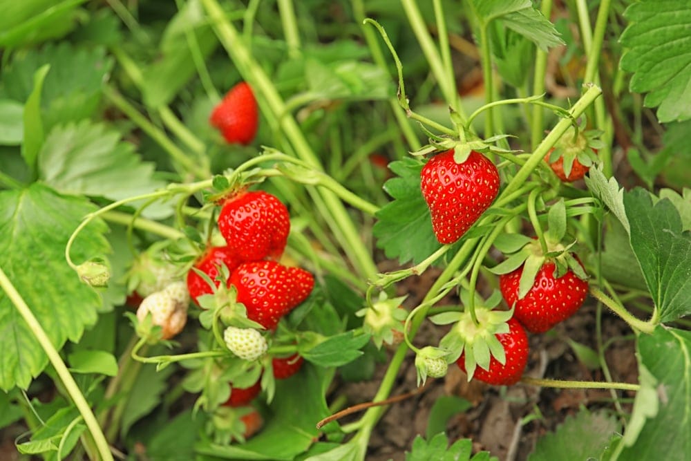 strawberries