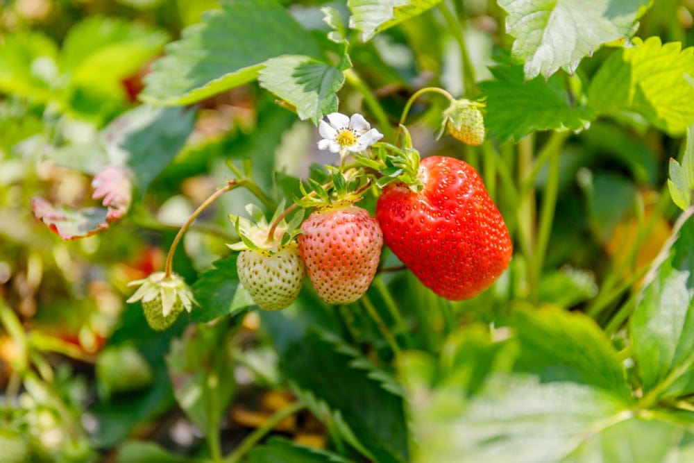 strawberries