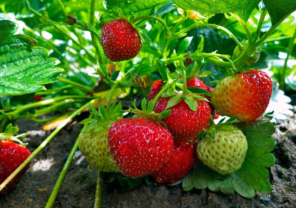 strawberries