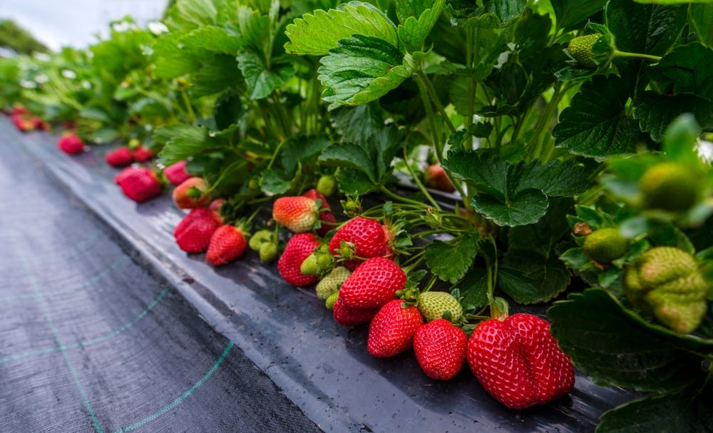 strawberries