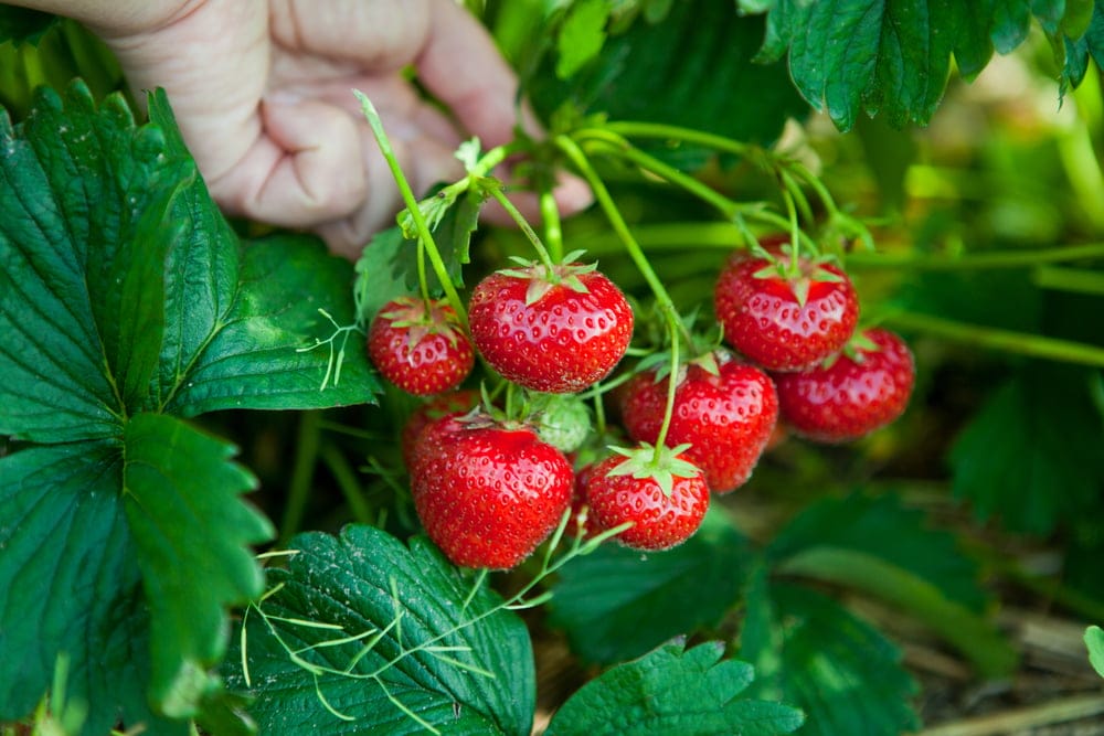 strawberries