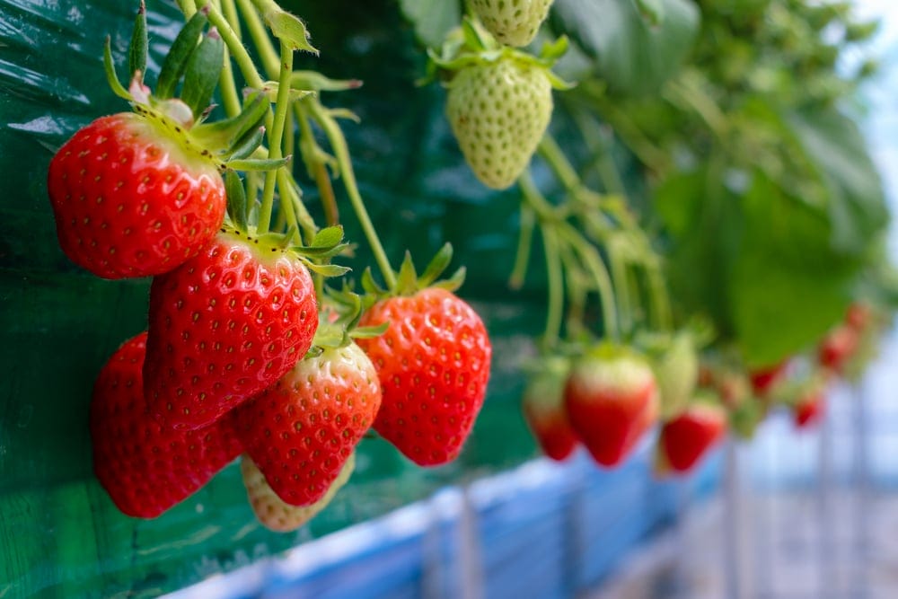 strawberries