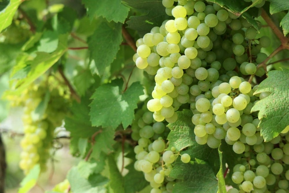 thompson grapes