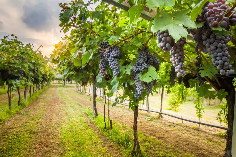 grapes