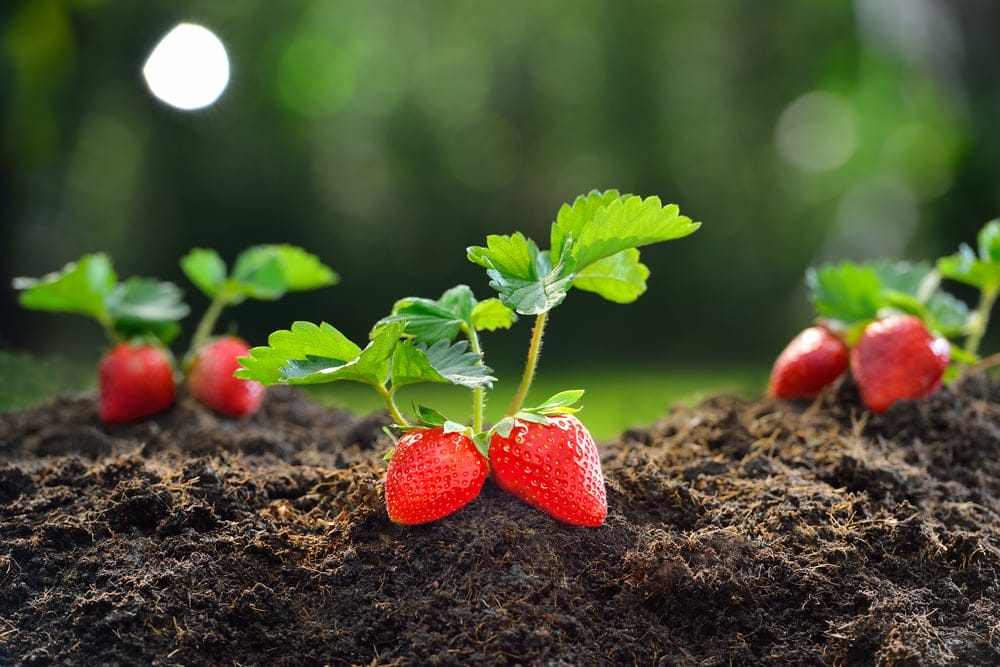 strawberry
