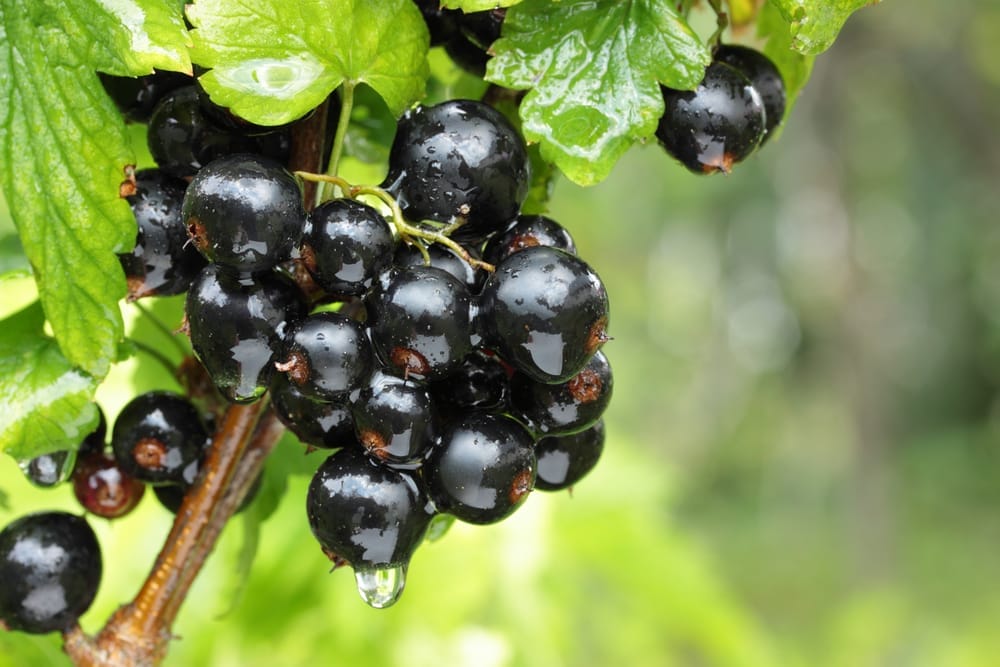 black currants