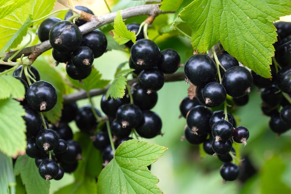 Black Currant