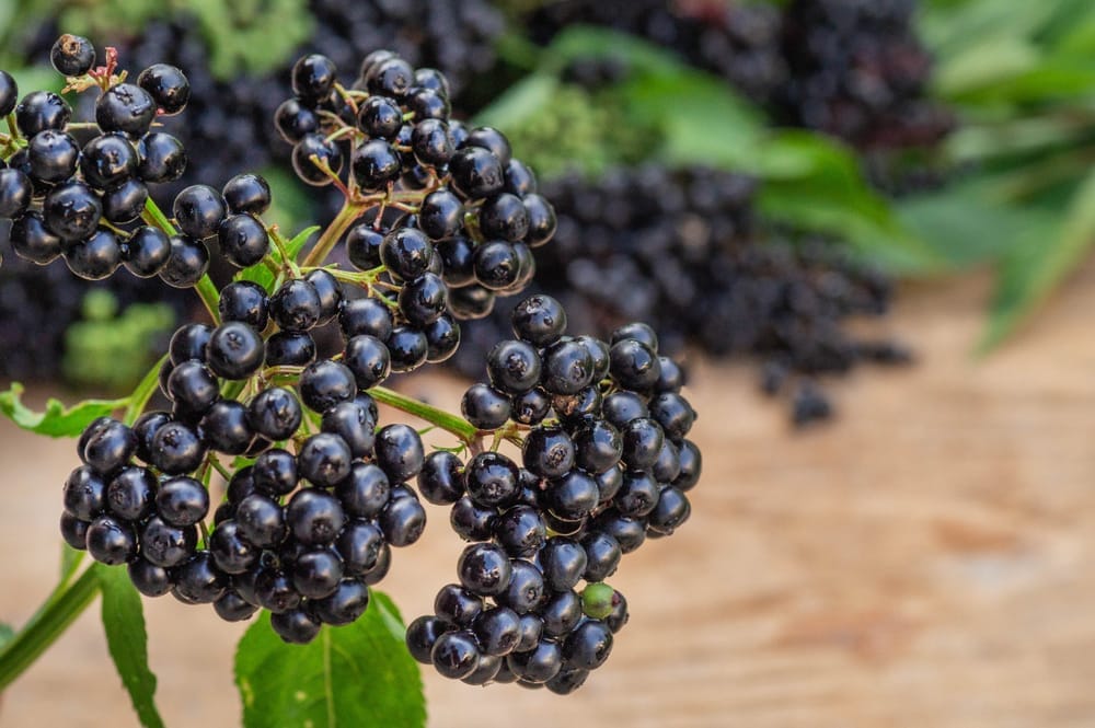 elderberries