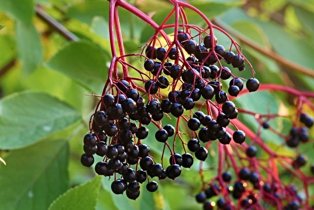 elderberries