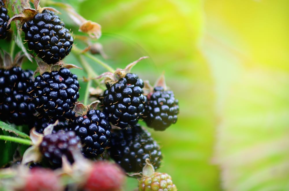 blackberries