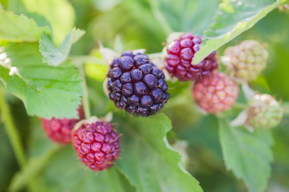 boysenberries