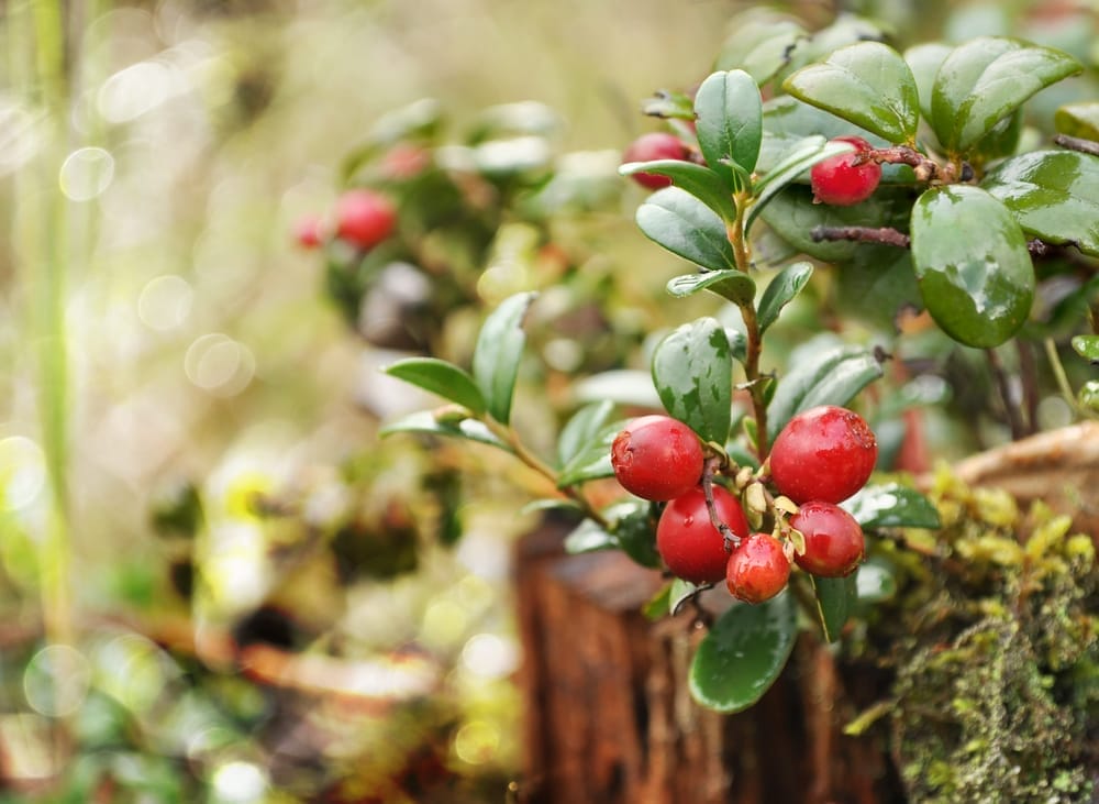 cranberries