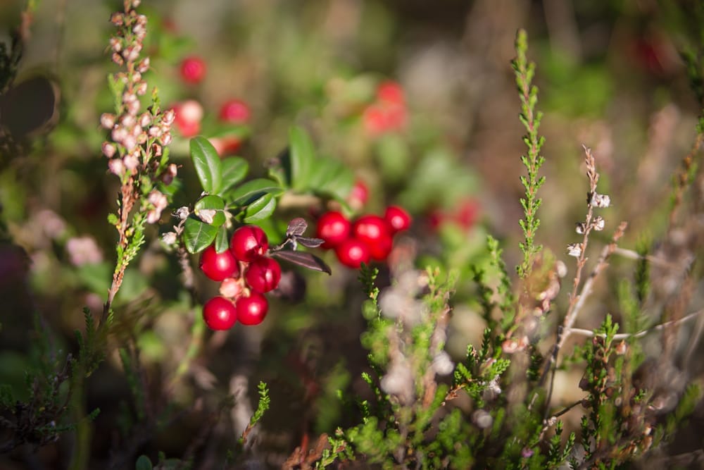 cranberries