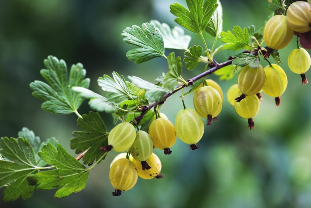gooseberries