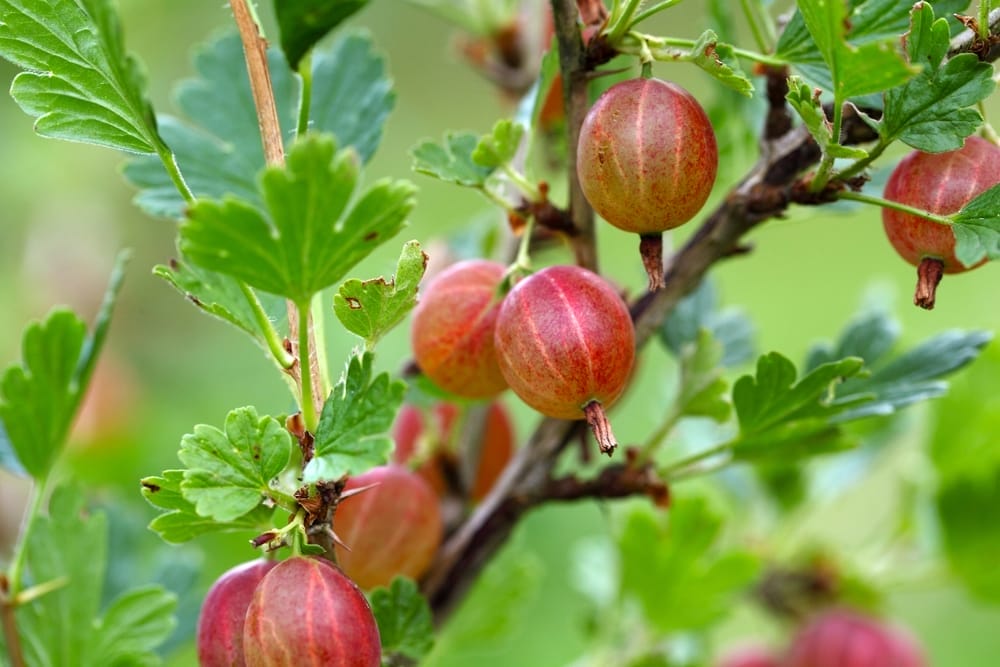 gooseberry