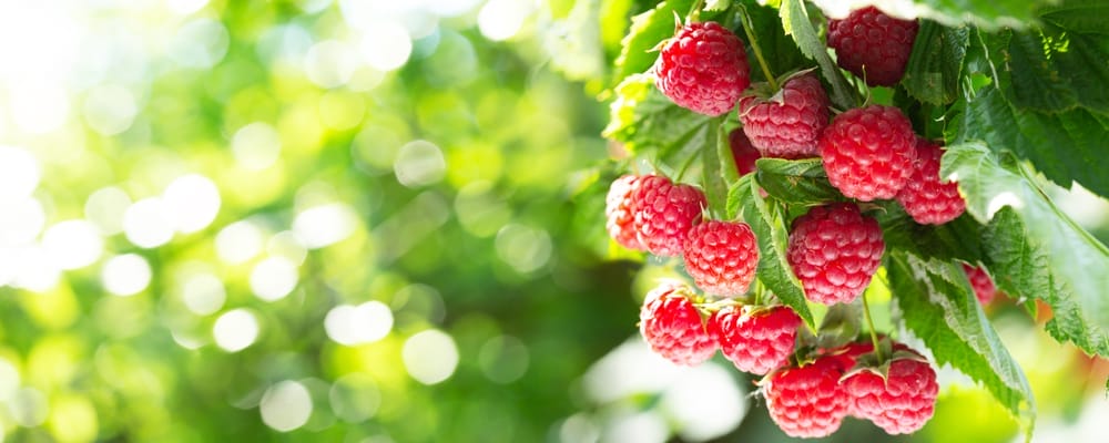 raspberry bush