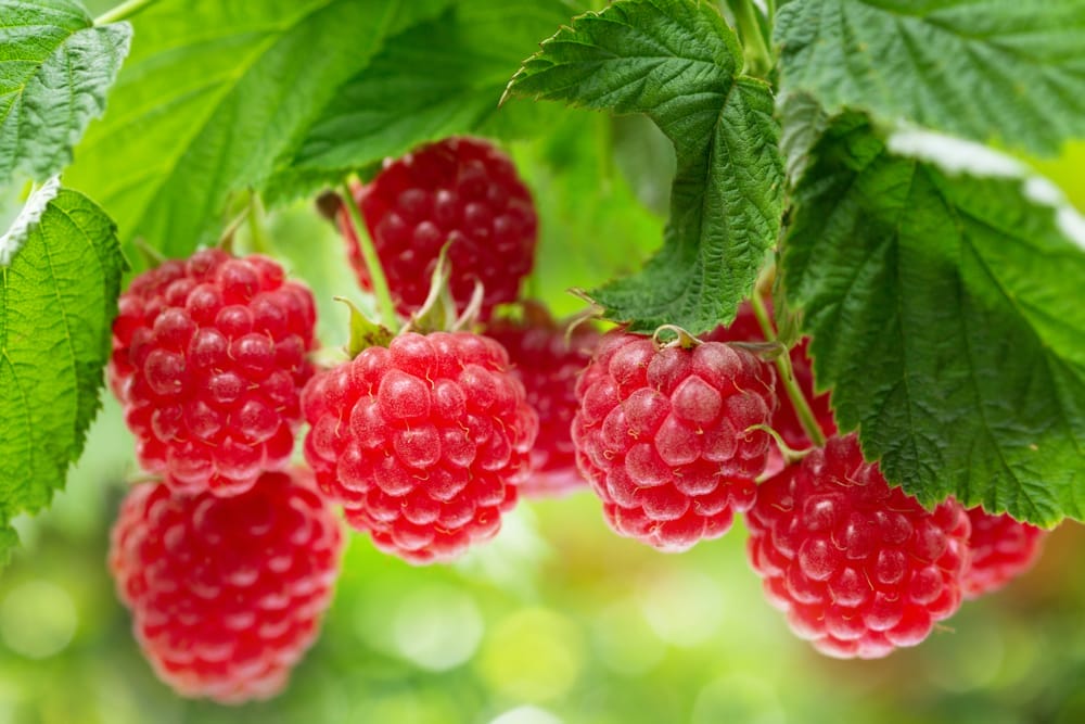 raspberries