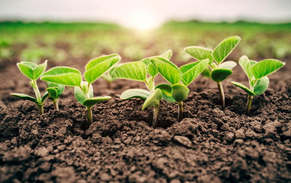 soybeans growing
