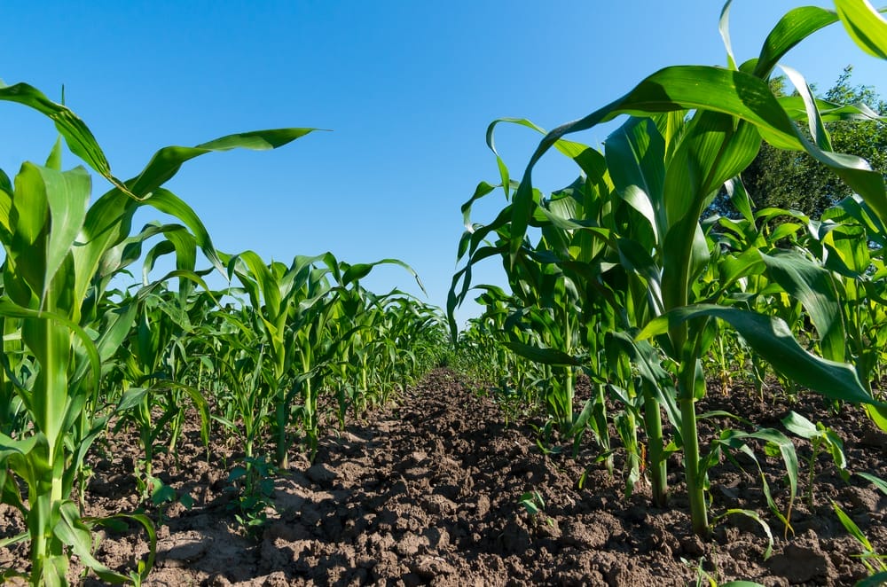 corn growing