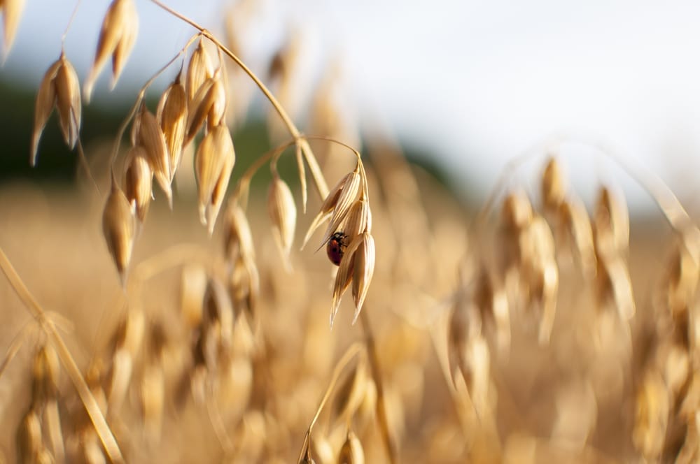 oats growing