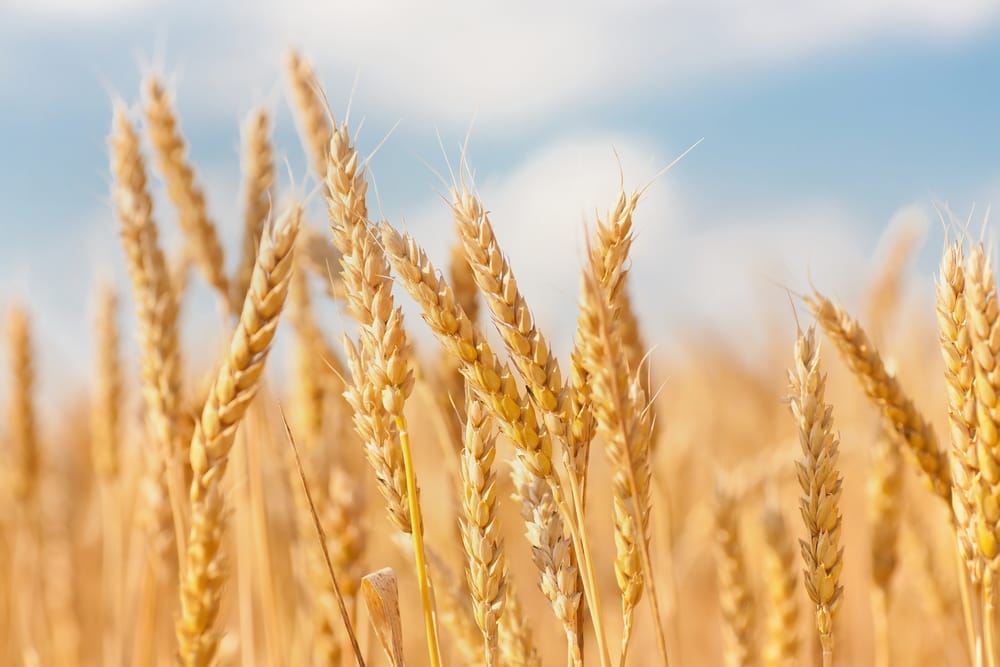 wheat