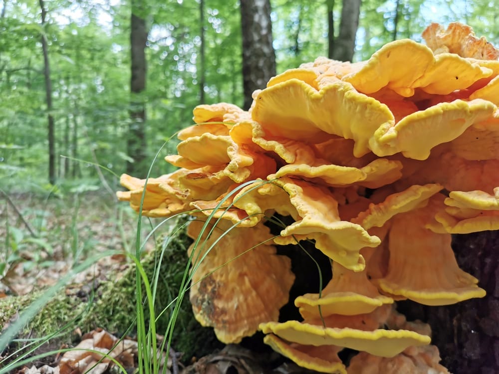 Chicken of the Woods Mushroom