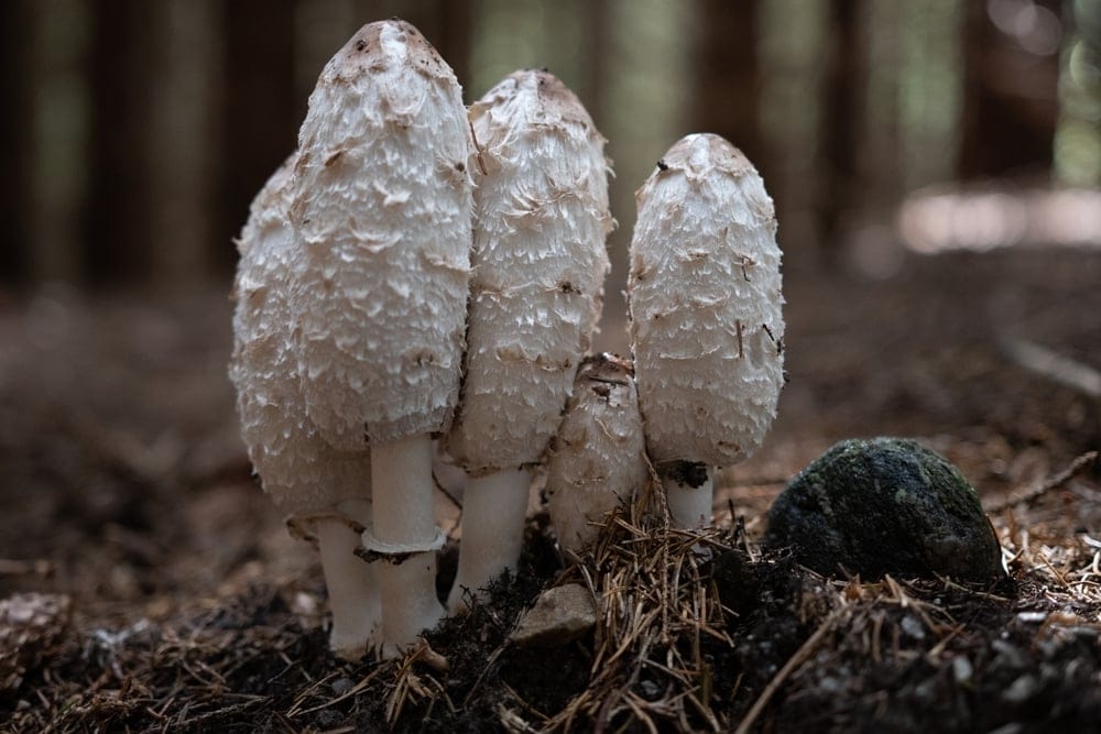 Shaggy InkCap Mushroom
