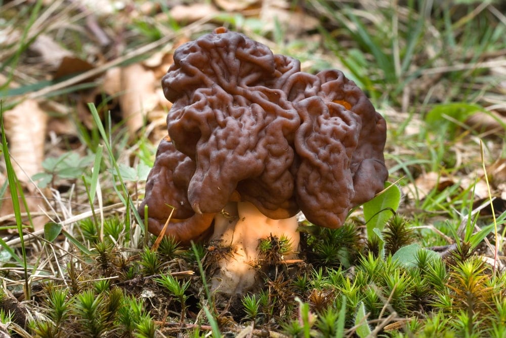 False Morel Mushroom